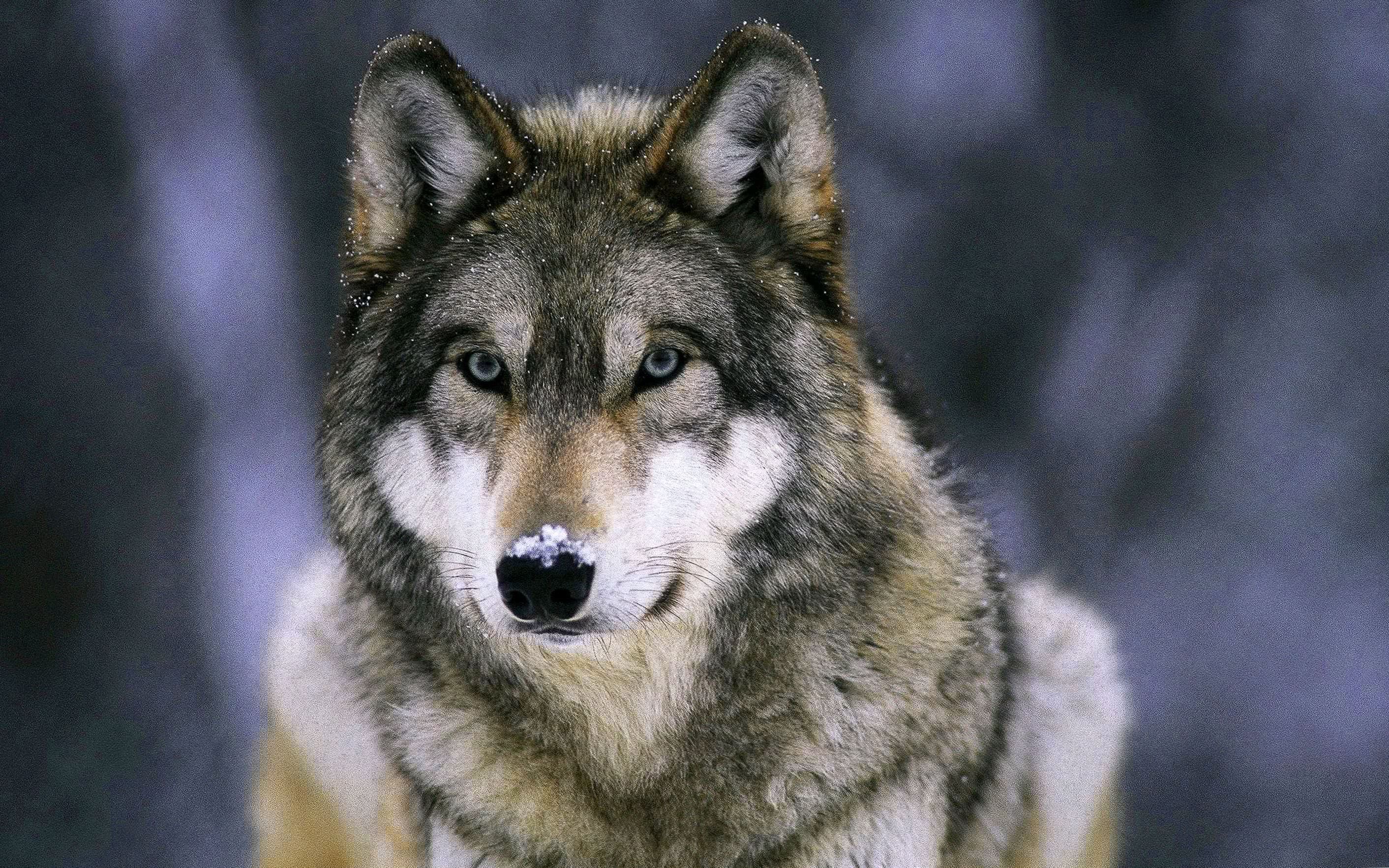 Full HD Wallpaper Wolf Image 1