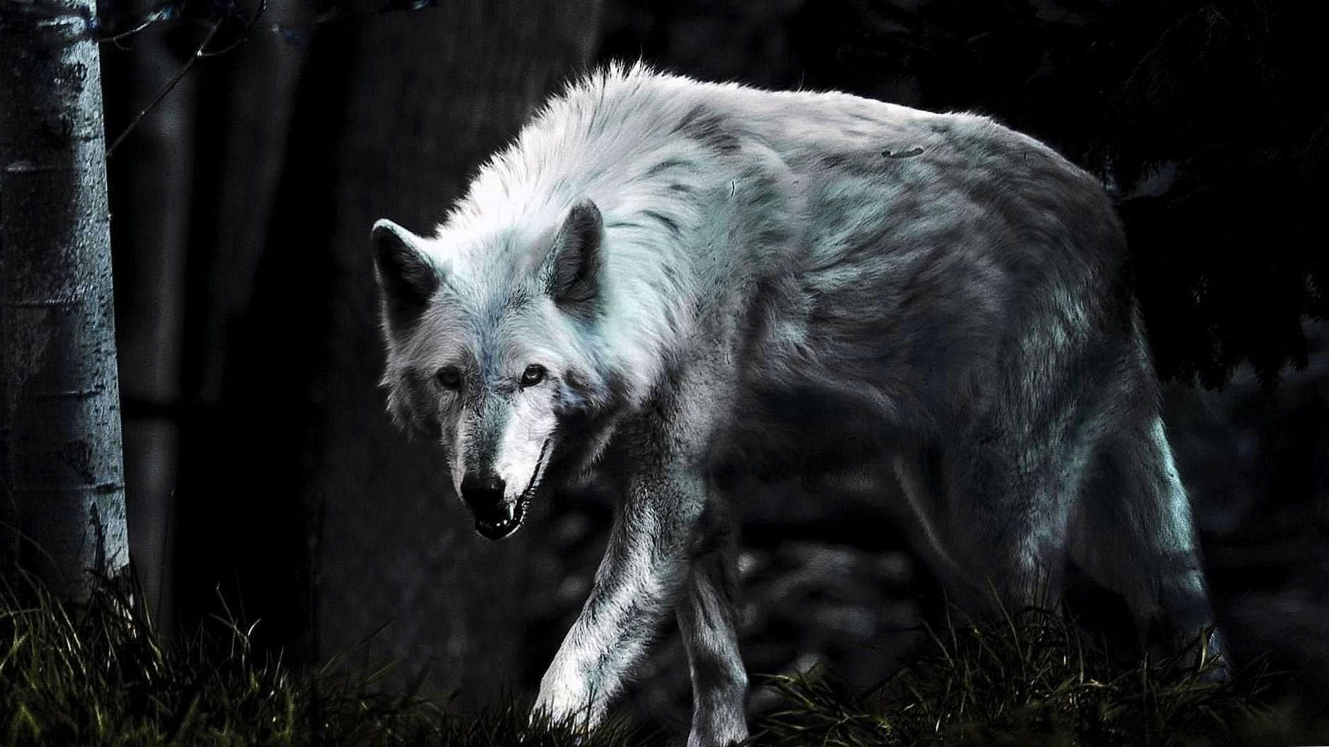 Mobile Wallpapers Lone Wolf