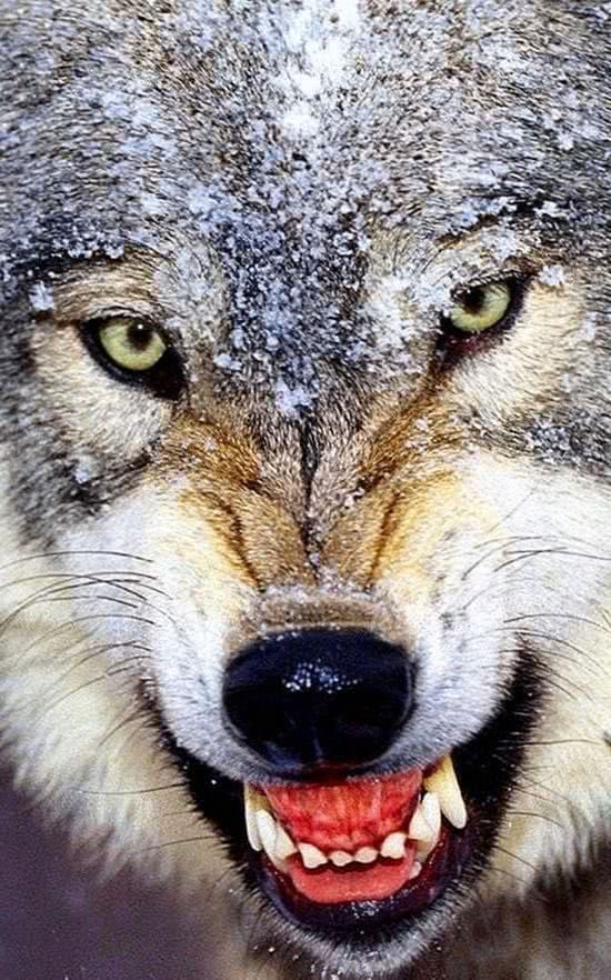 Wolf Live Wallpaper For Mobile Image 1