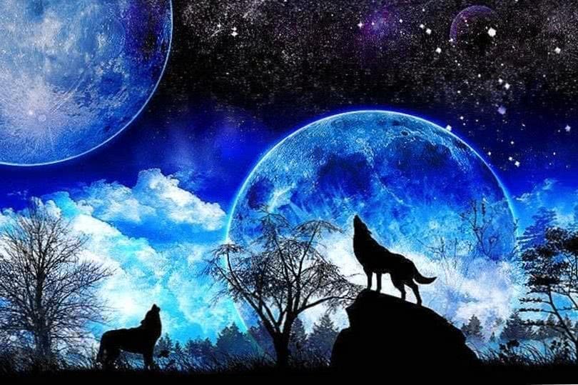 Wolves Howling At The Moon Wallpapers