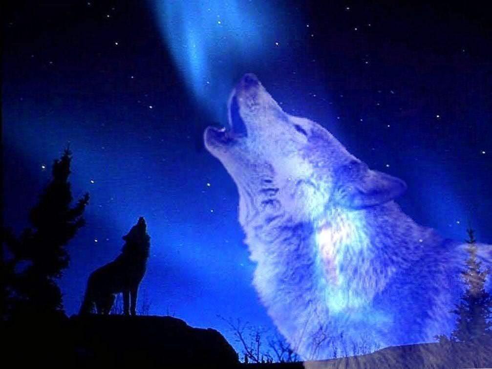 wolf howling at full moon wallpaper background image 3