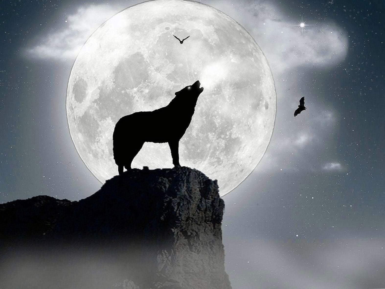 Black And White Wolf Howling At The Moon Wallpapers