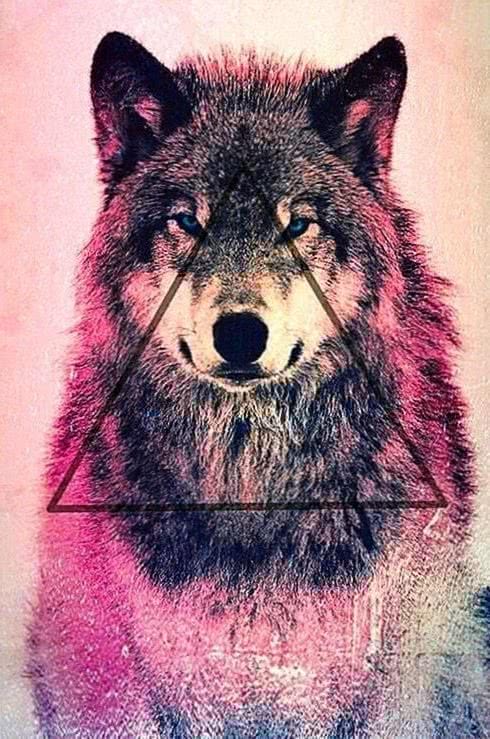 New wolf wallpaper HD