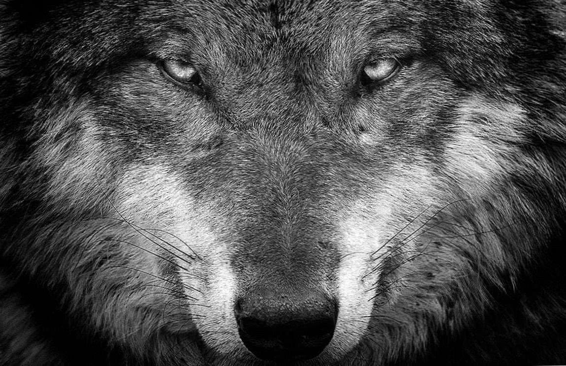 Wolf Wallpapers HD New Tab