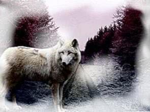 Fog Wolf Wallpaper Image 1