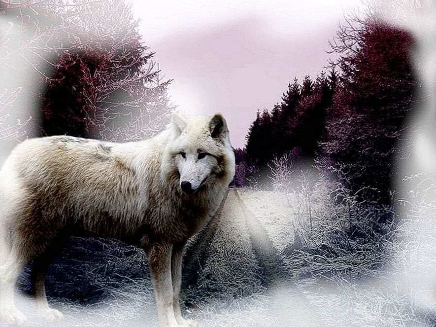 Fog Wolf Wallpaper Image 1