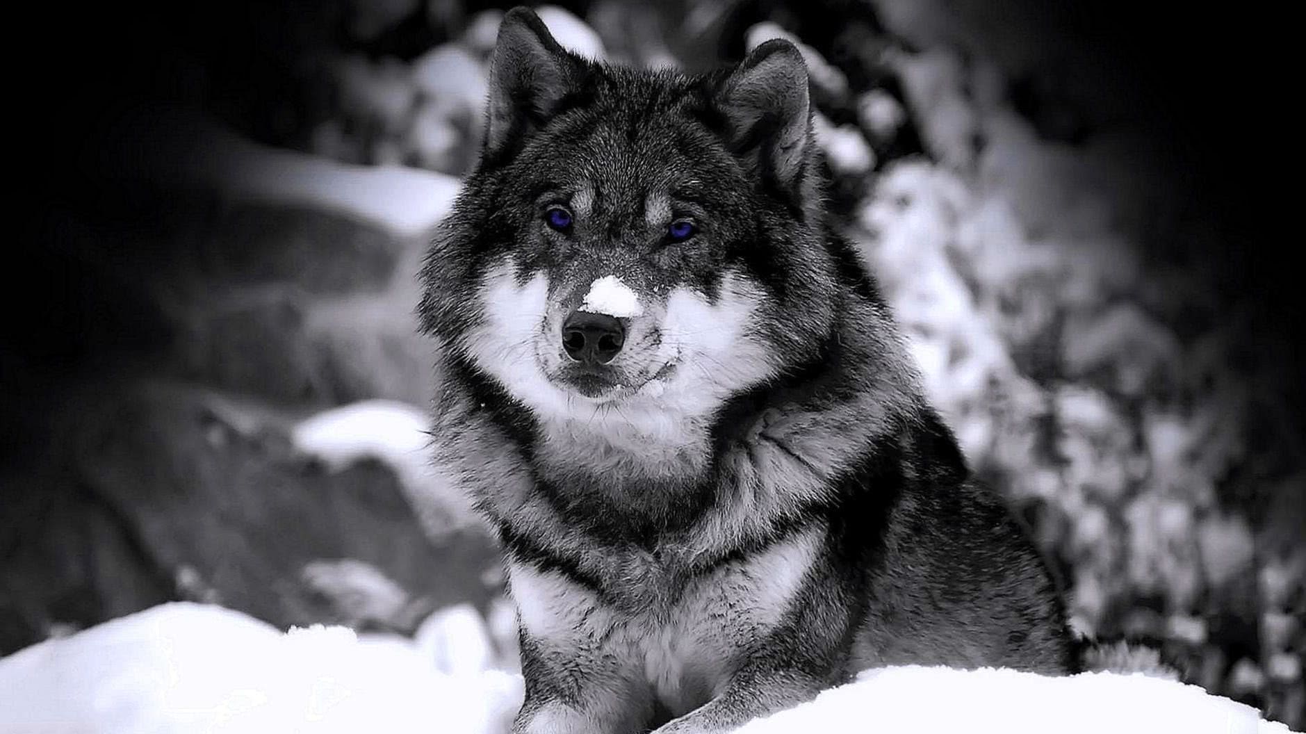 Wolf In Snow HD Wallpapers