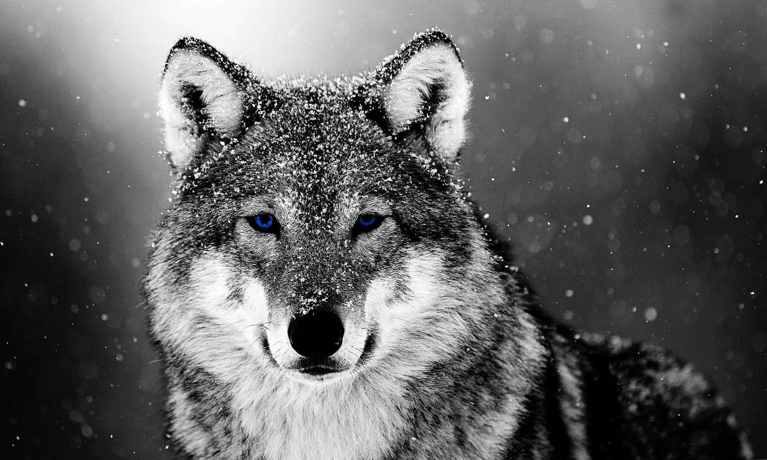 Black Wolf In Snow Wallpapers - Wolf-Wallpapers.pro