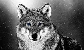 Wolf Snow Wallpapers