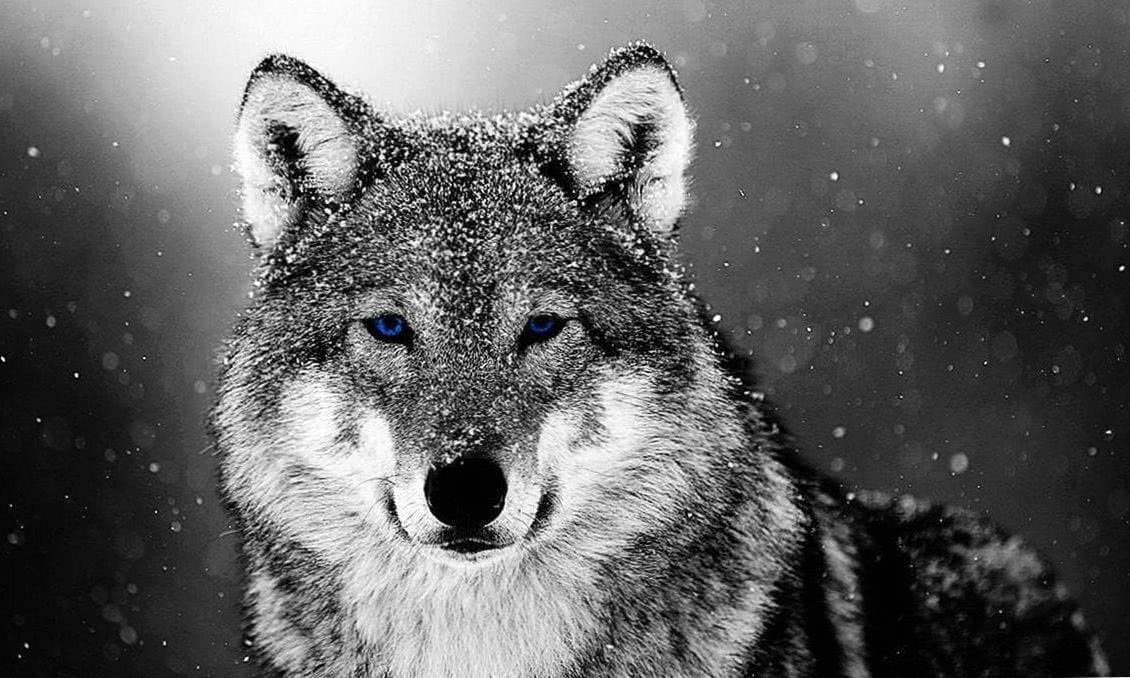 Wolf Snow Wallpaper Image 1