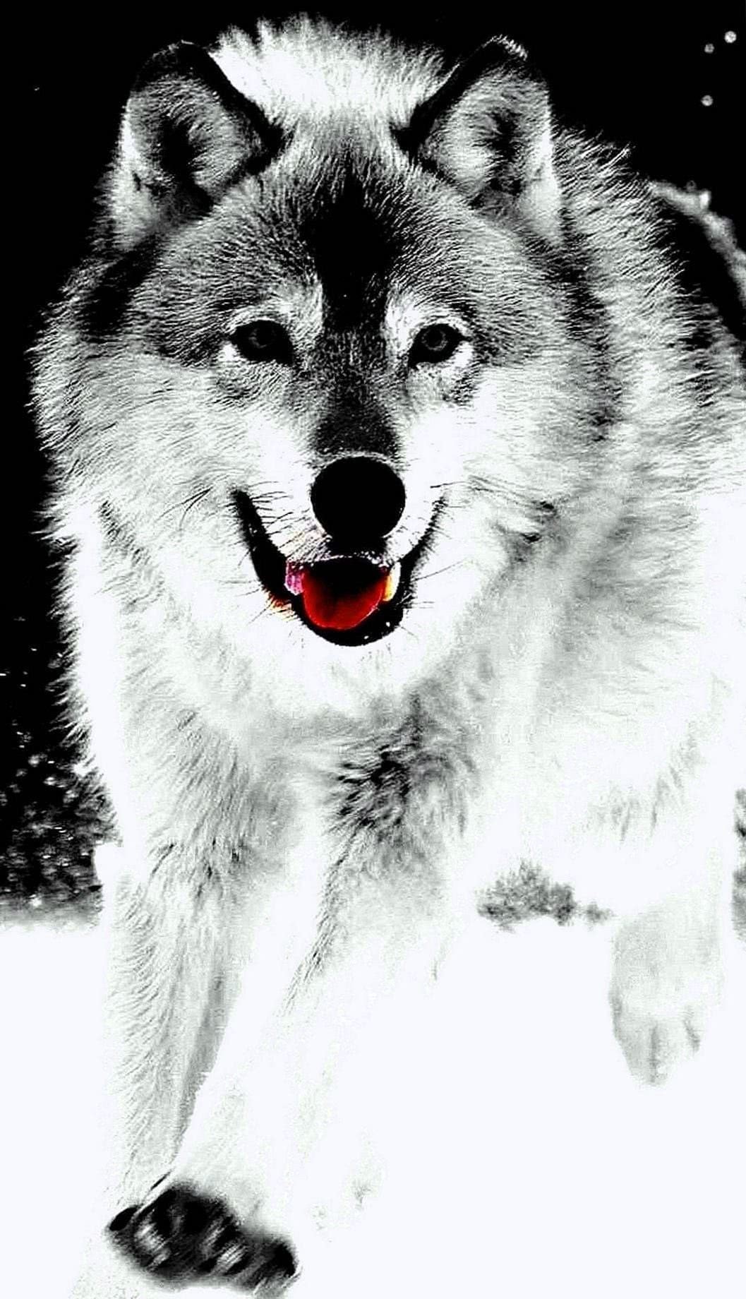 Wolf Wallpaper iPad Air 2 Image 1