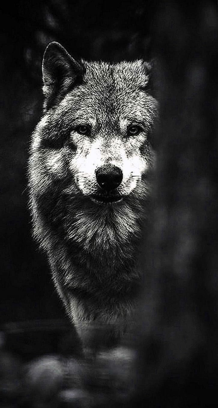 wolves wallpaper for phone background image 6