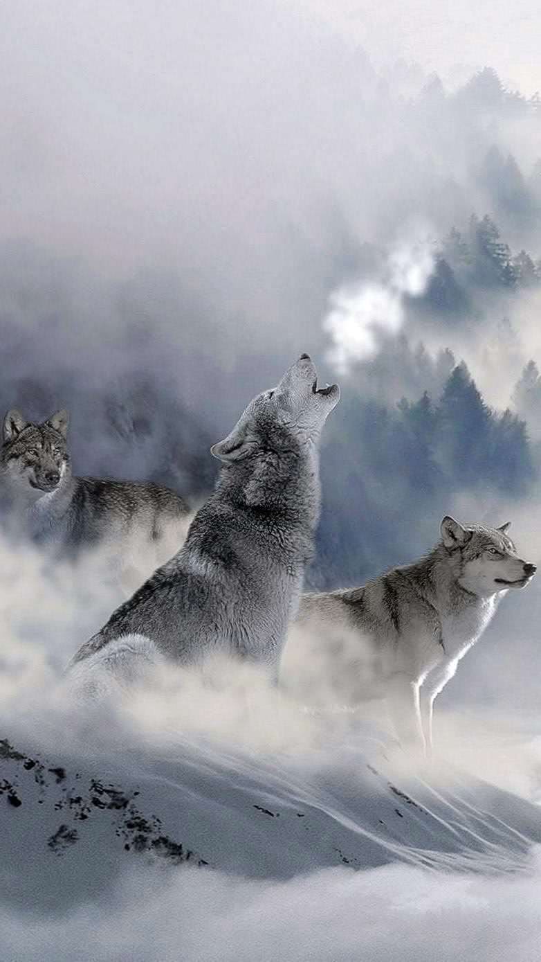 Wolf Snow iPhone Wallpapers