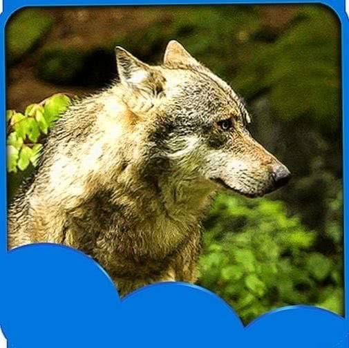 Live Wolf Wallpapers Application