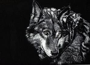 Grey Wolf Wallpaper 4K Image 1