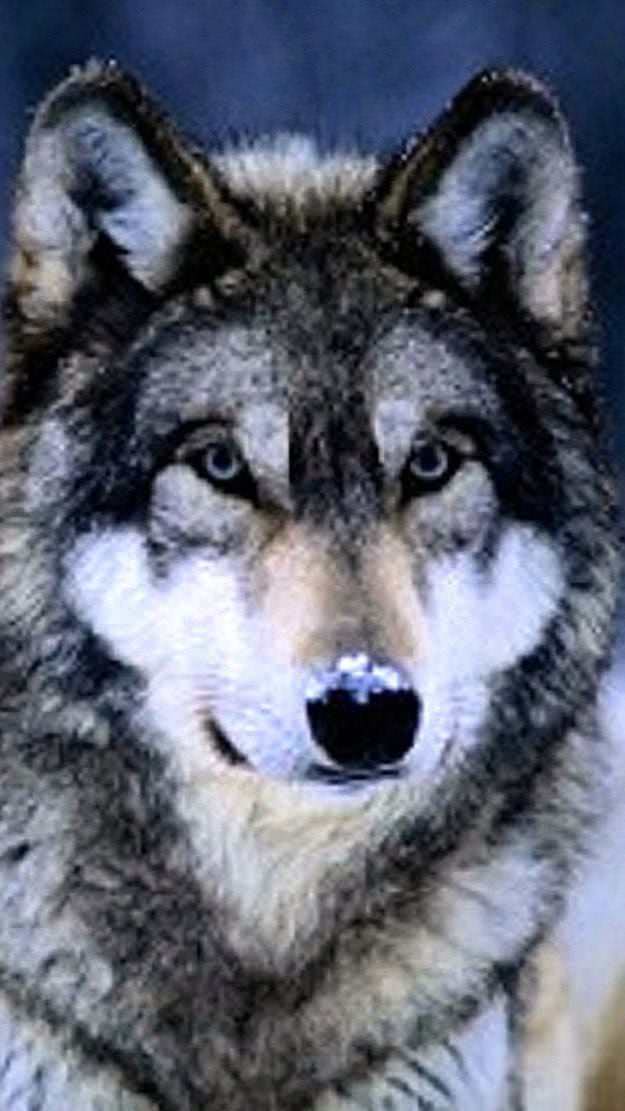 iPhone Wolf Wallpapers HD