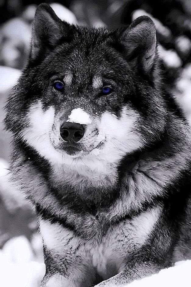 iPhone 4S Wolf Wallpapers