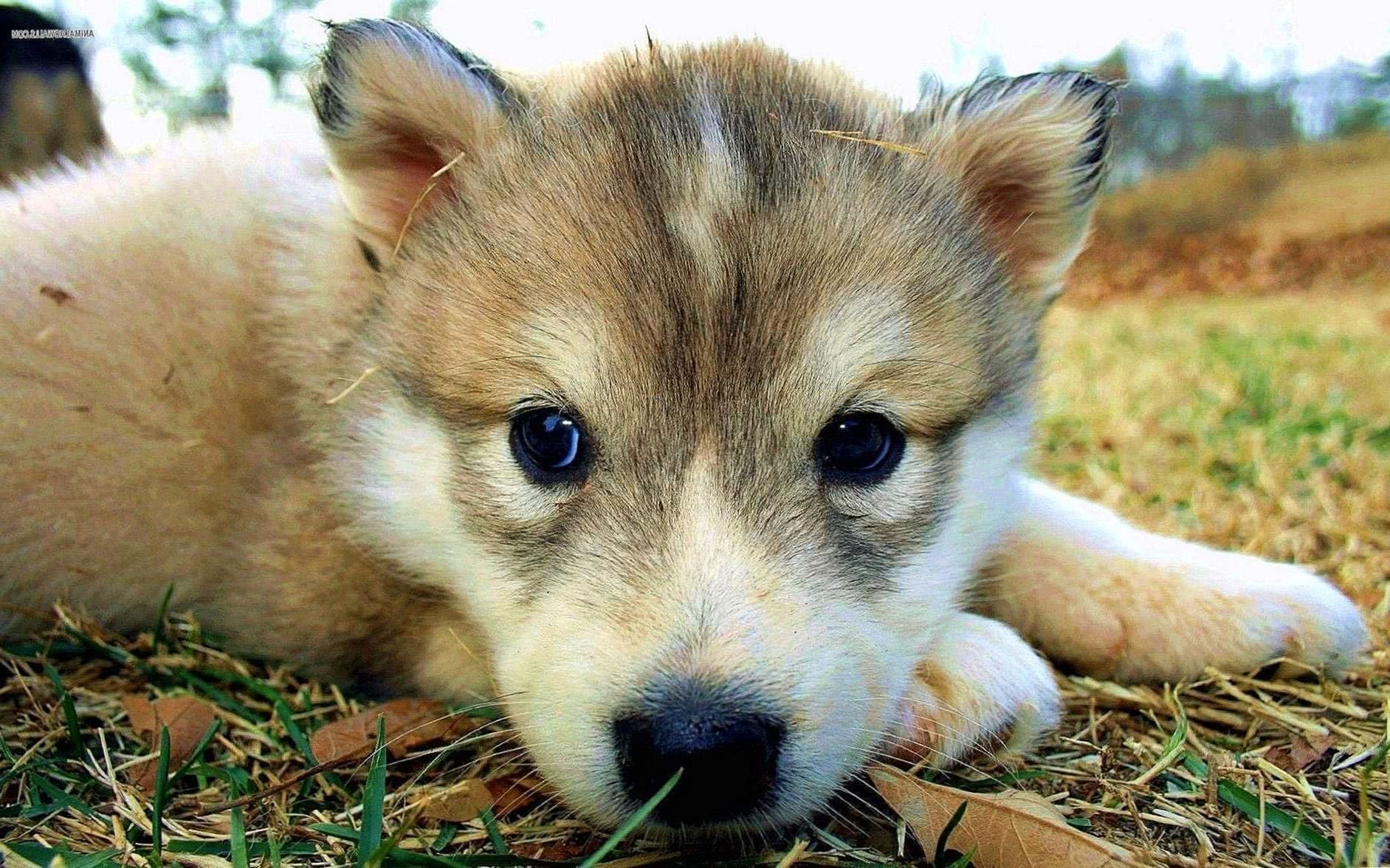 Cute Wolf Pup Wallpapers