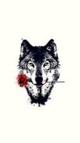 Wolf With Rose HD Wallpaper Image 1