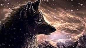 Wolf With Scars Wallpaper Image 1