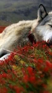 Wolf Sleeping Wallpaper Image 1