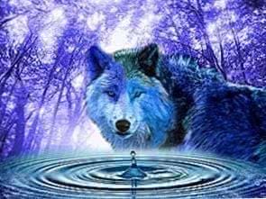 Wolf On Water Wallpapers
