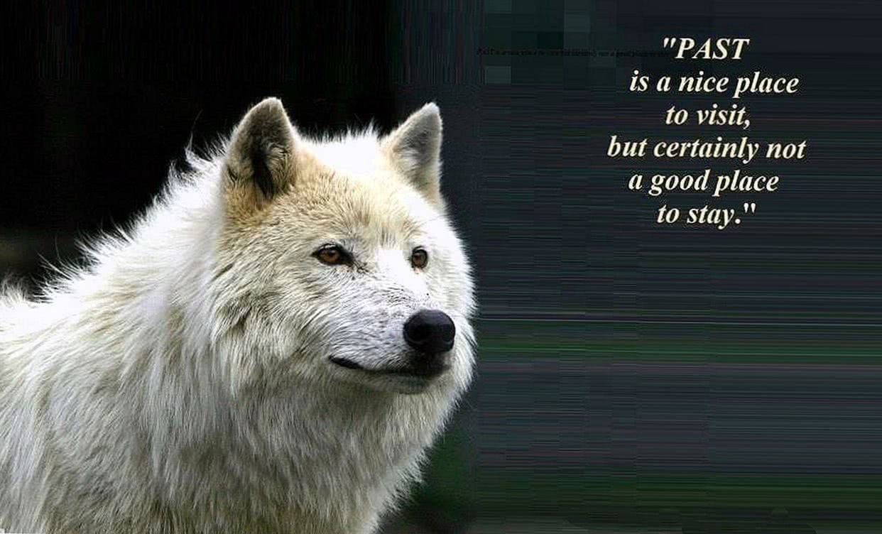 Wolf Quotes Wallpapers HD