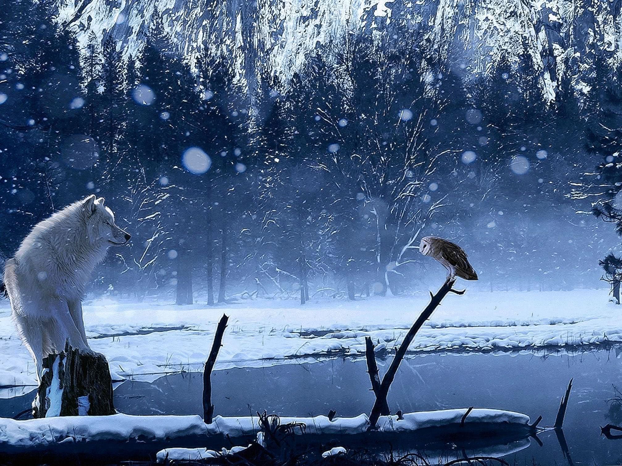 Wolf And Owl Wallpapers
