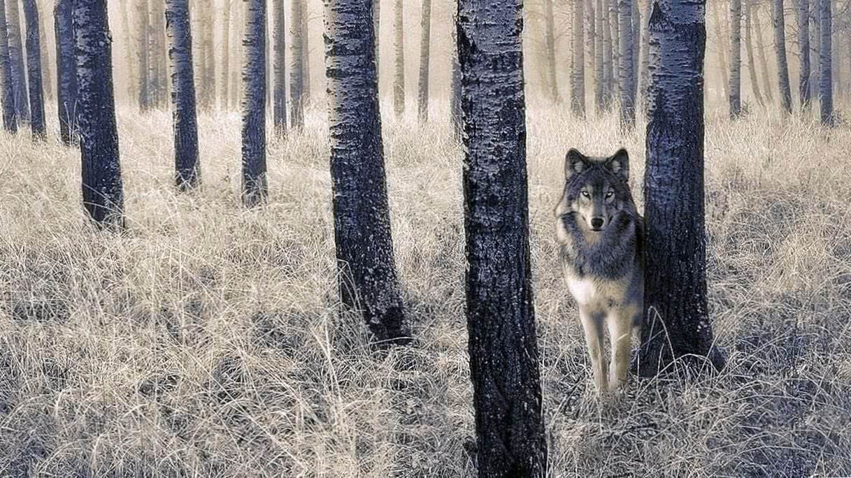 Wolf Tree Wallpaper Image 1