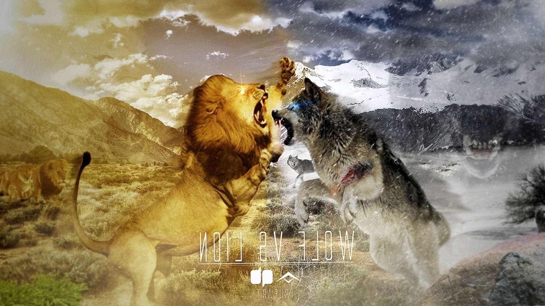 Wolf Vs Lion Wallpaper Image 1