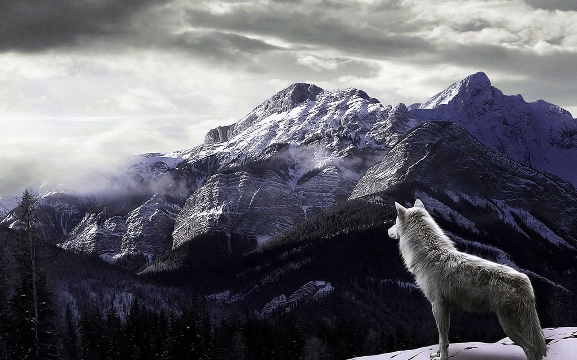 Wolves Wallpaper Desktop Image 1