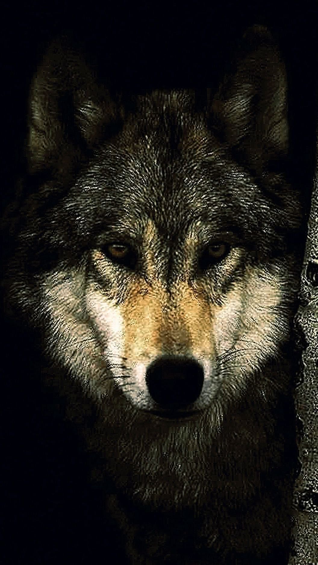 Mobile Wallpaper Of Wolf Image 1