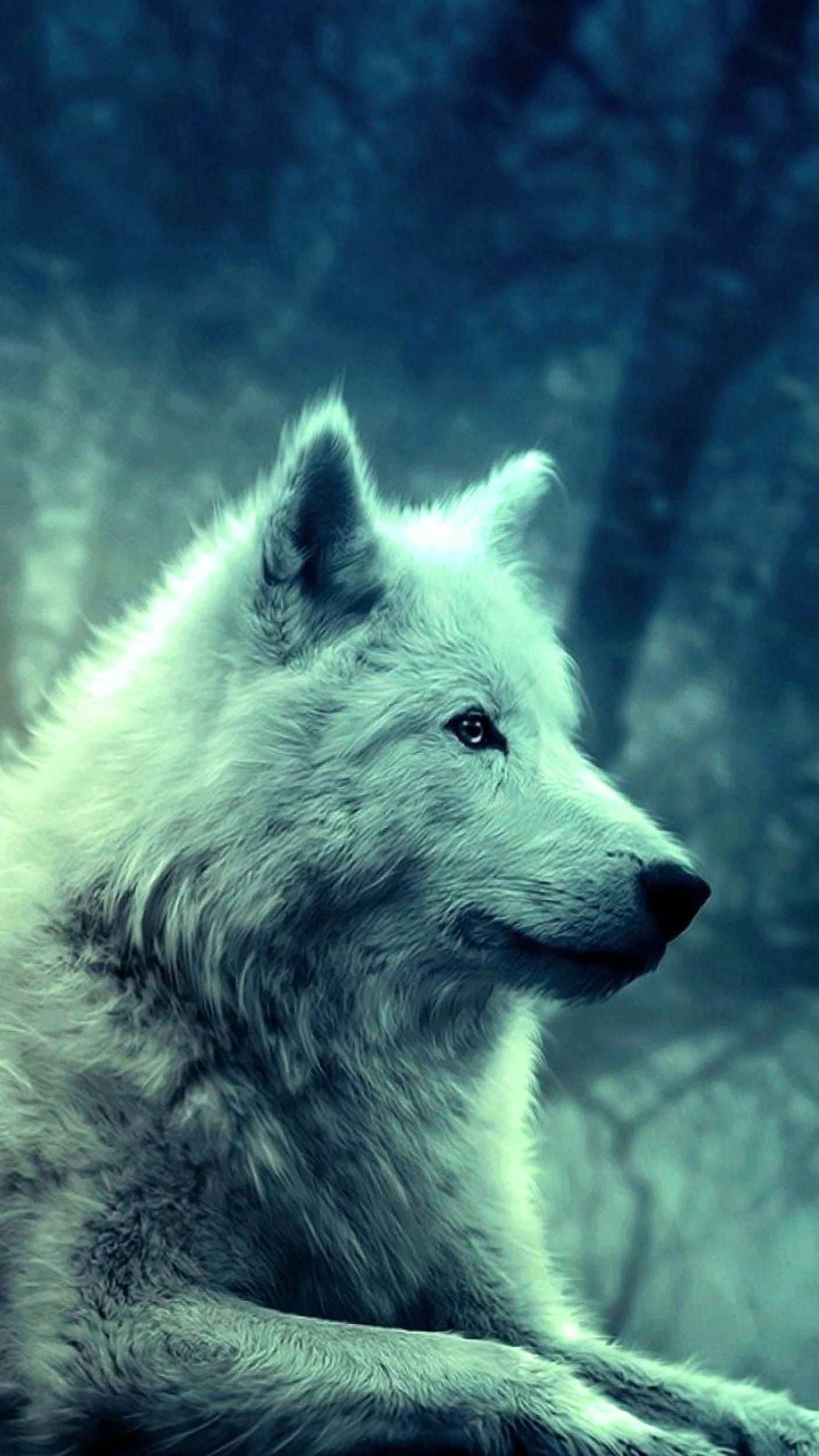 Wolf Wallpapers 1440×2560