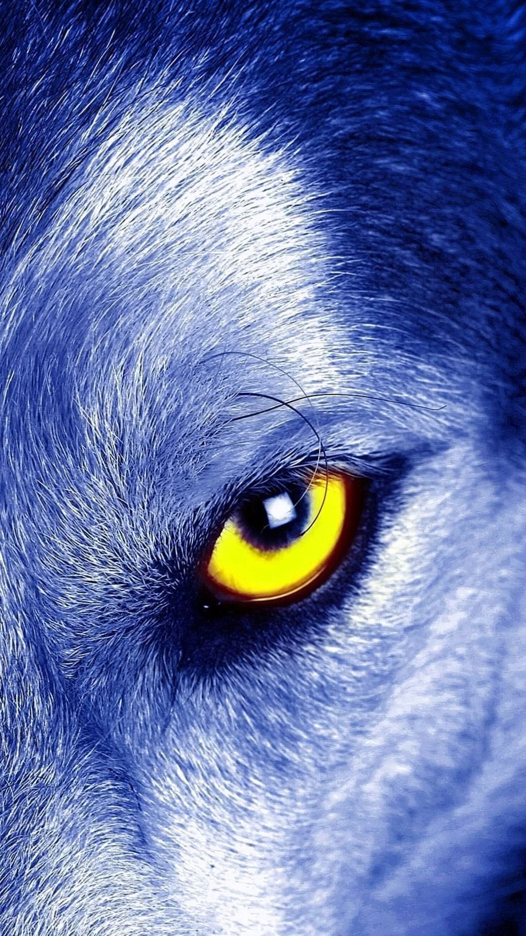 Blue Wolf iPhone Wallpapers