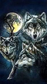 Wolves Wallpaper HD iPhone Image 1