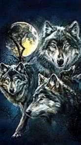 Wallpaper Wolves And Image 1