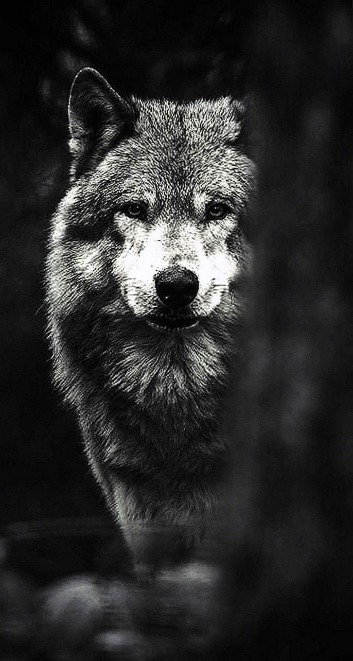 iPhone 6 Wallpapers Black Wolf - Wolf-Wallpapers.pro
