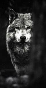 iPhone 6 Wallpapers HD Wolf