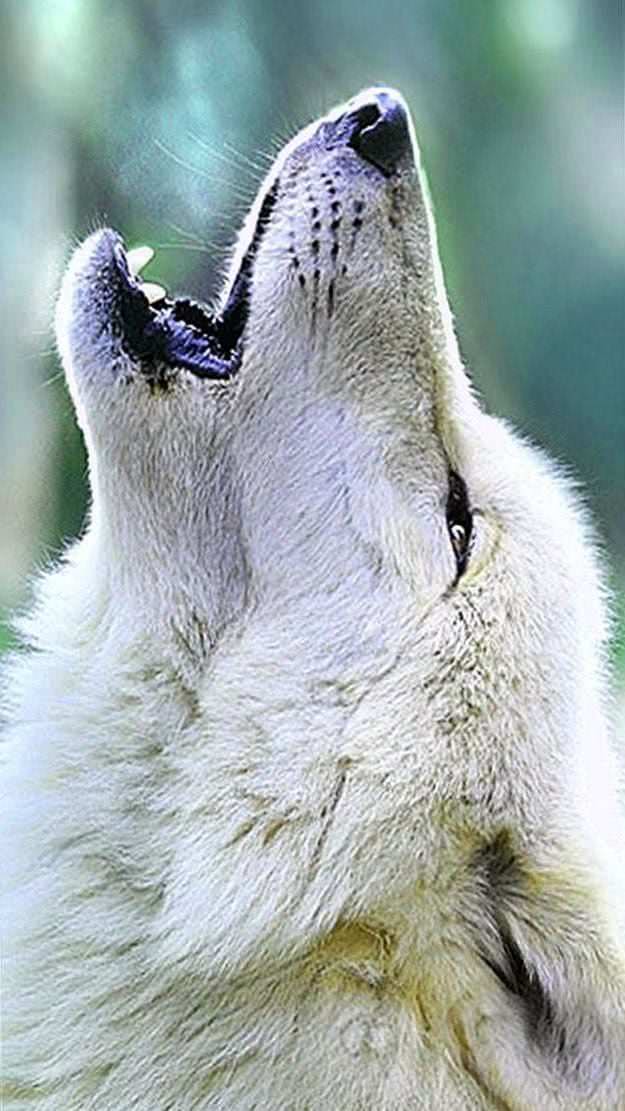 Wolf Howling Wallpapers iPhone