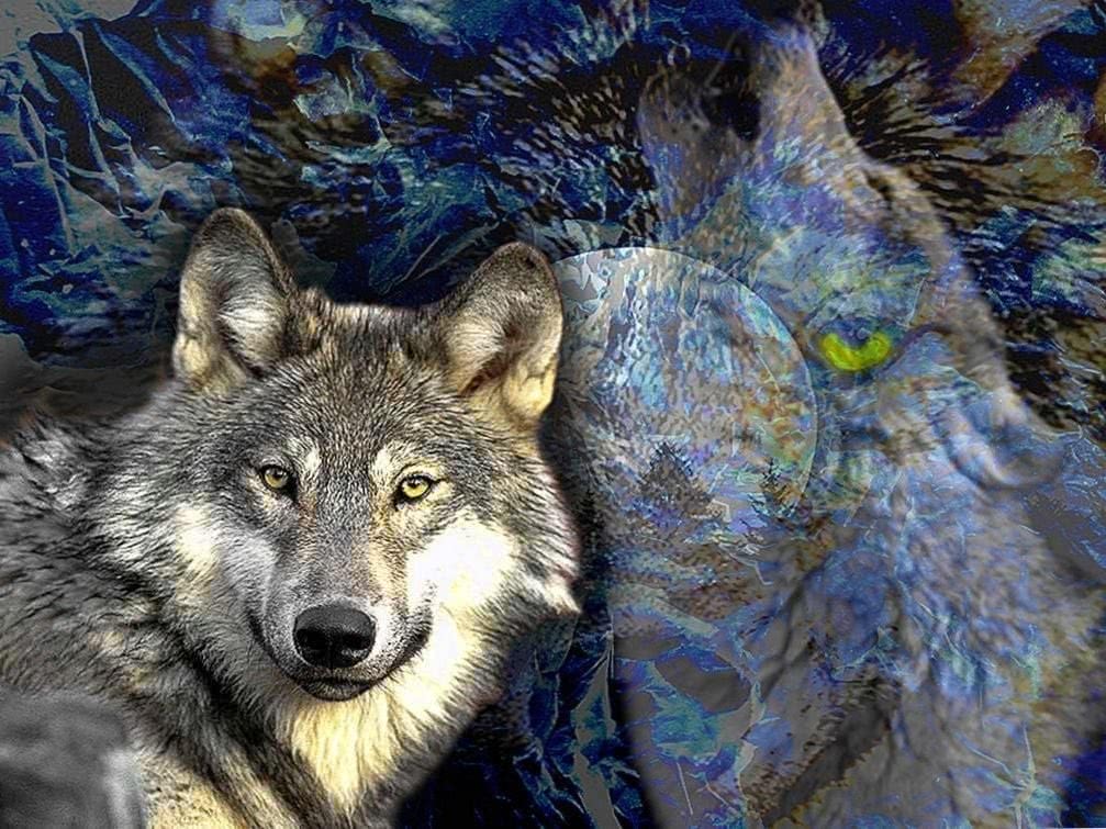 HD Wallpapers Of Wolf Face