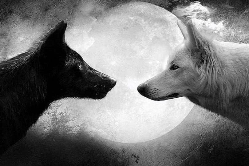 Black Wolf Wallpapers HD 1080p