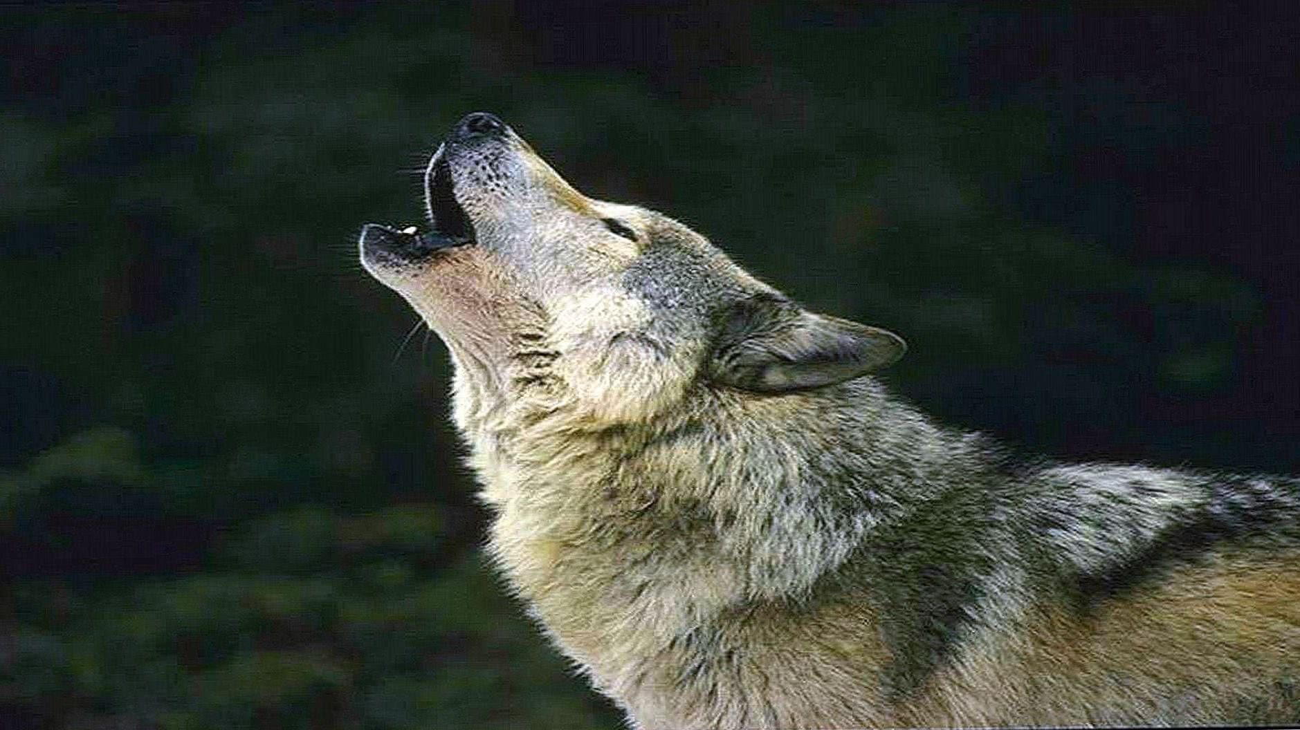 Howling Wolf HD Wallpaper Image 1
