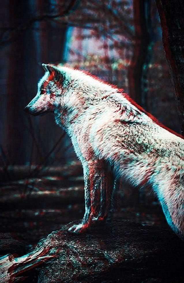 Wolf iPhone 7 Wallpapers HD
