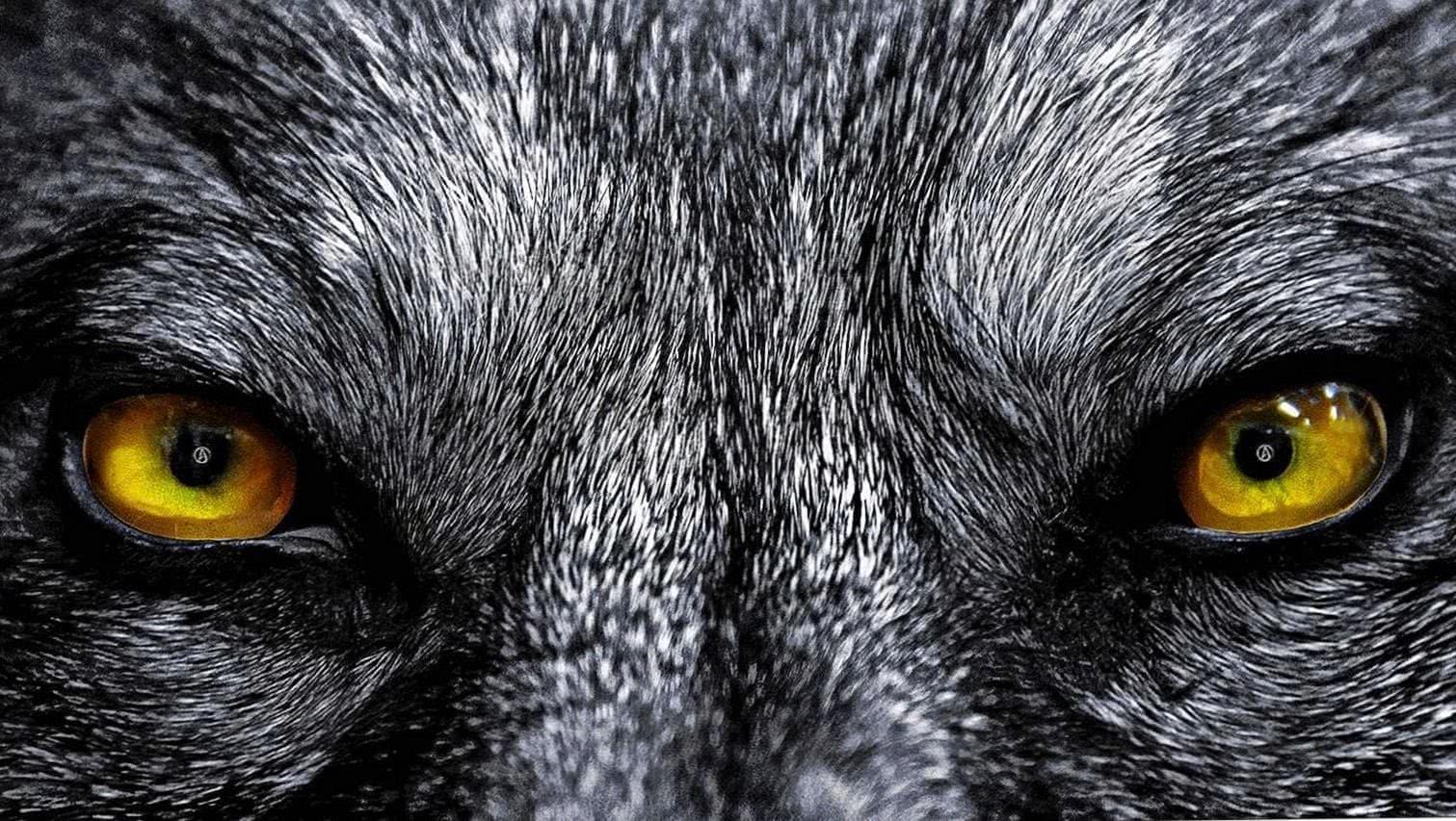 Wolf Eyes HD Wallpapers