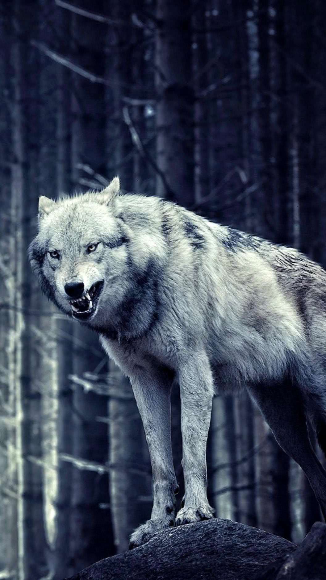 Wolves Wallpapers For iPhone 4S