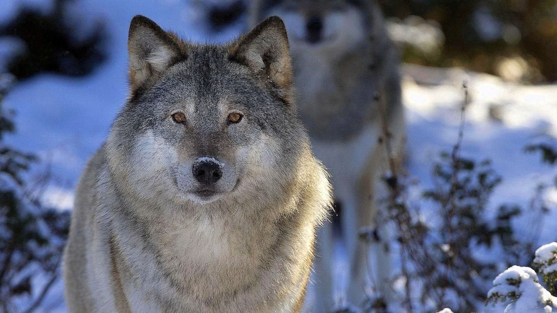 pics of a gray wolf wallpaper background image 2