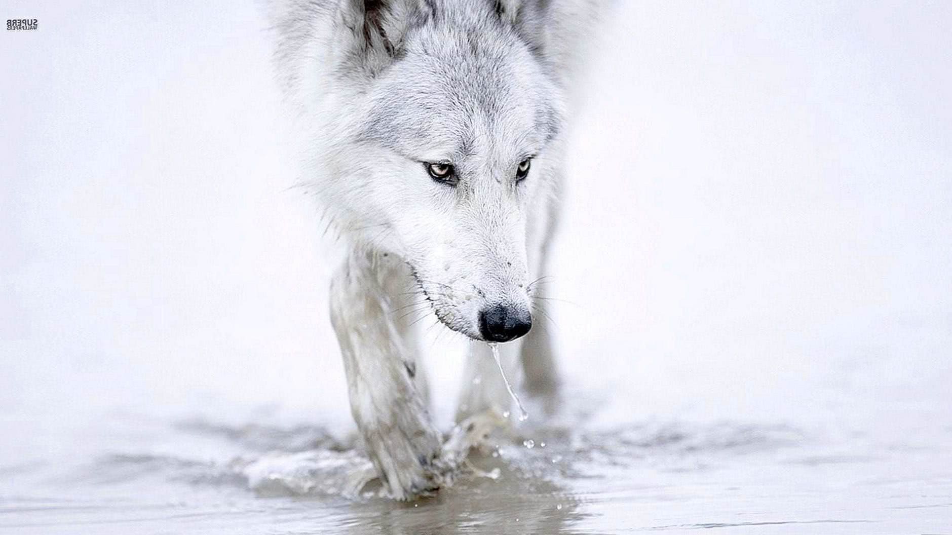 Wallpaper White Wolf Image 1