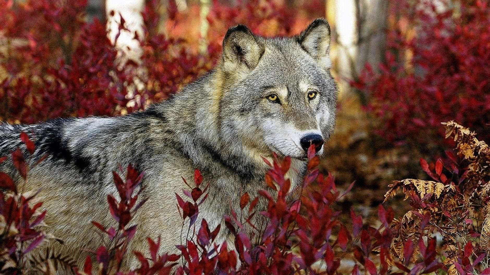 Wallpapers Wolves For PC