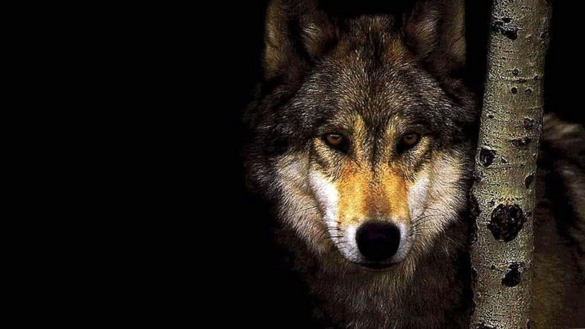 Wolf HD Wallpaper Image 1