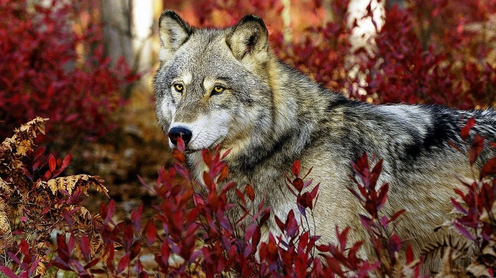 1920×1080 wallpaper hd wolf background image 4